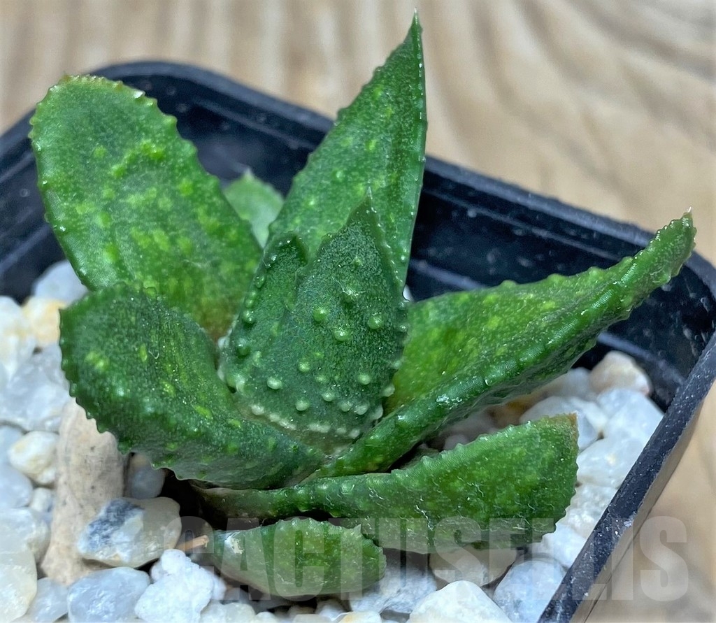 SHPR18449 Astroloba bullulata