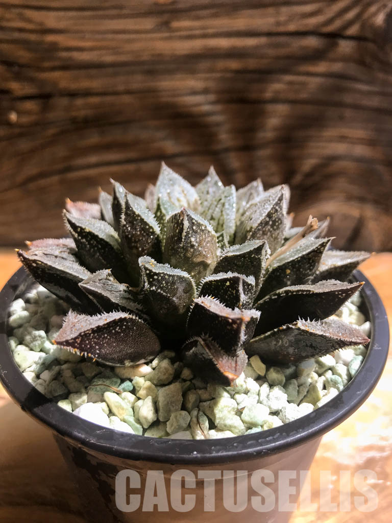 SH3038 Haworthia cv 'Aluminum Star' - Image 2