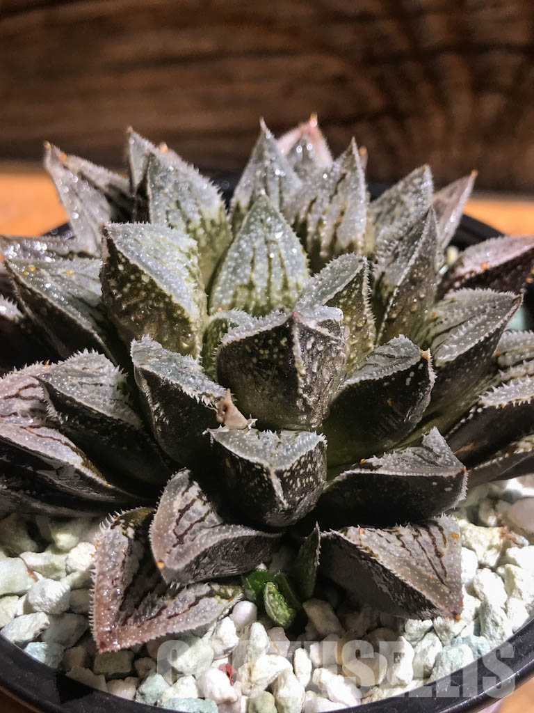 SH3038 Haworthia cv 'Aluminum Star' - Image 3