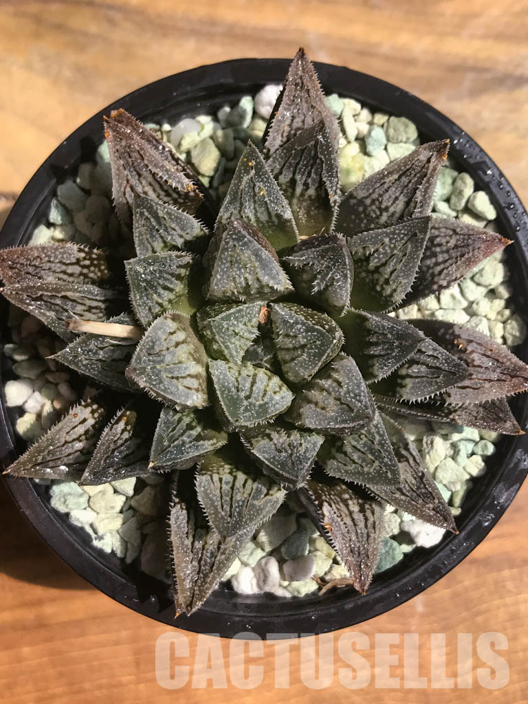 SH3038 Haworthia cv 'Aluminum Star' - Image 4