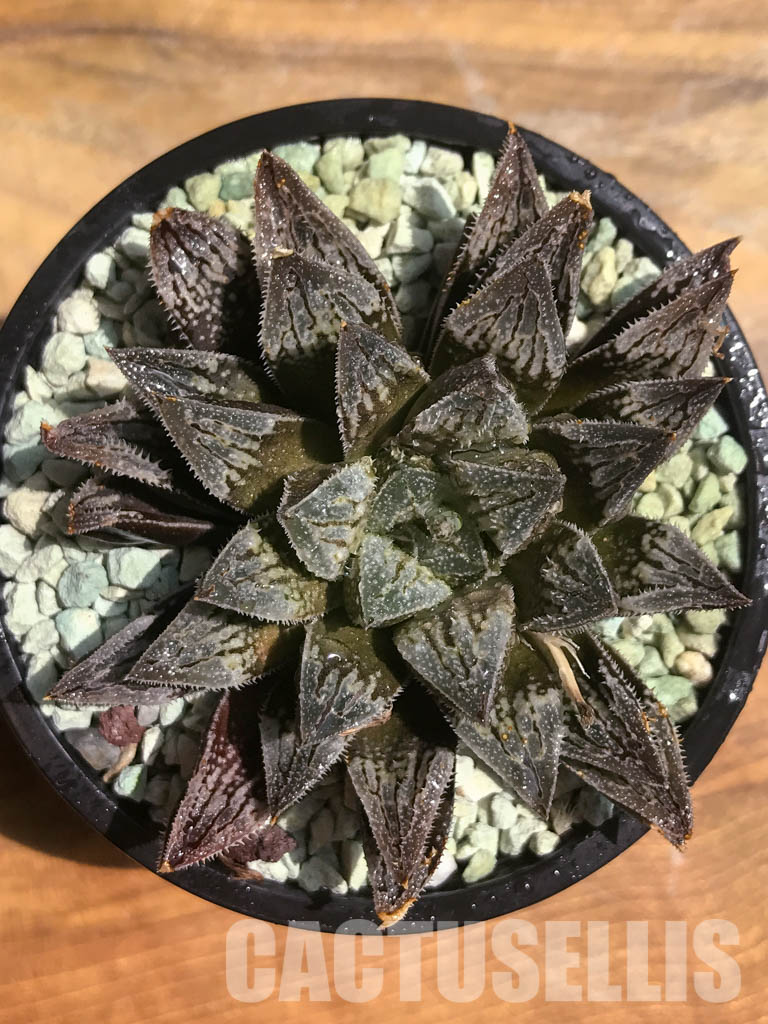 SH3038 Haworthia cv 'Aluminum Star' - Image 5