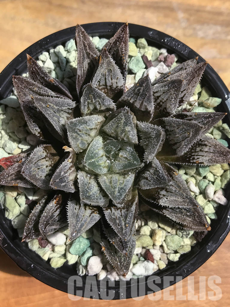 SH3038 Haworthia cv 'Aluminum Star' - Image 6