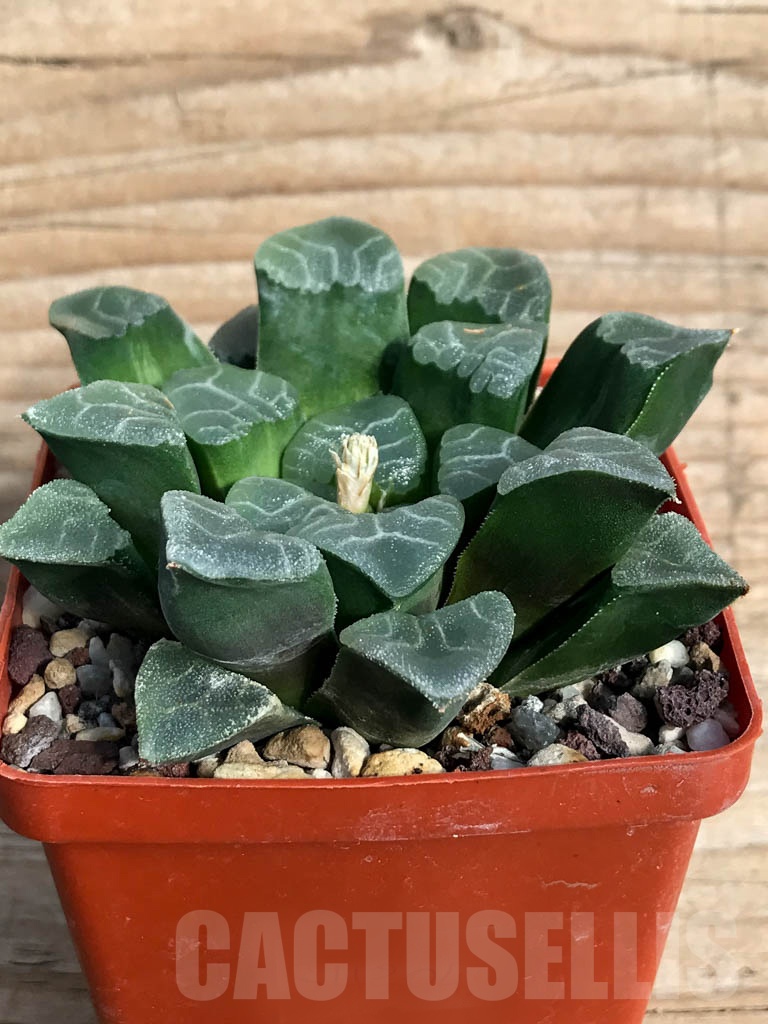 SH3045 Haworthia bayeri cv. 'Reticulated Gram' - Image 2