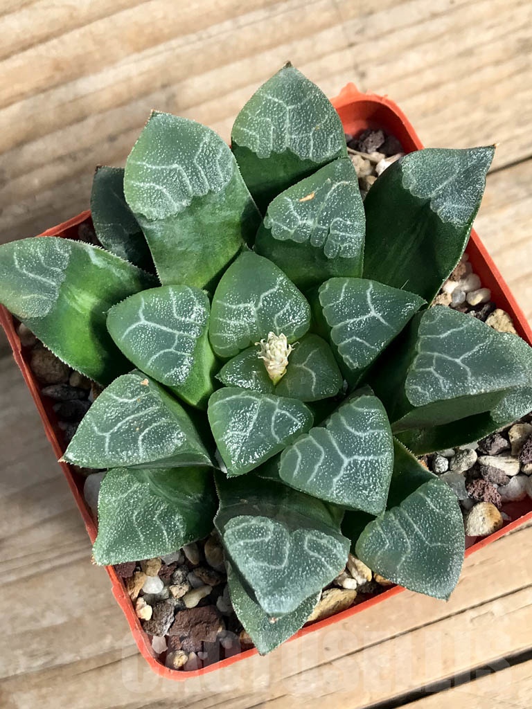 SH3045 Haworthia bayeri cv. 'Reticulated Gram'