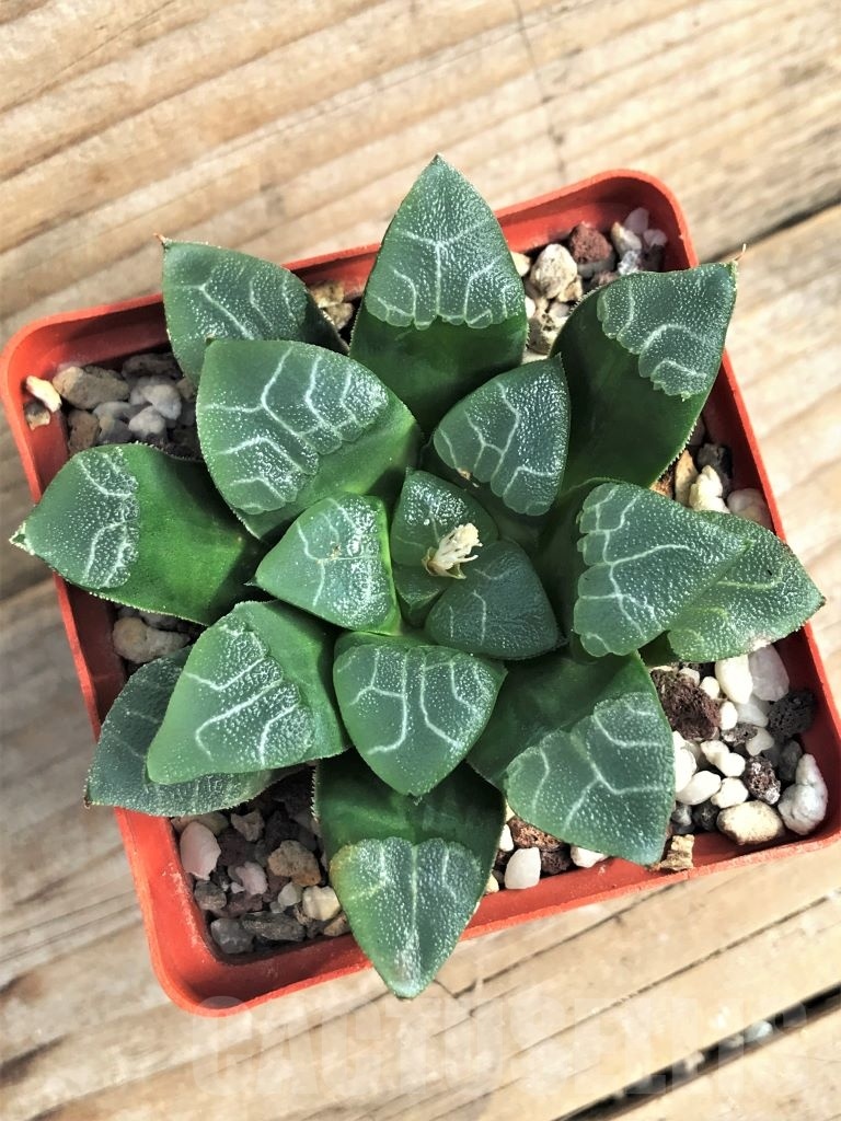 SH3045 Haworthia bayeri cv. 'Reticulated Gram' - Image 4