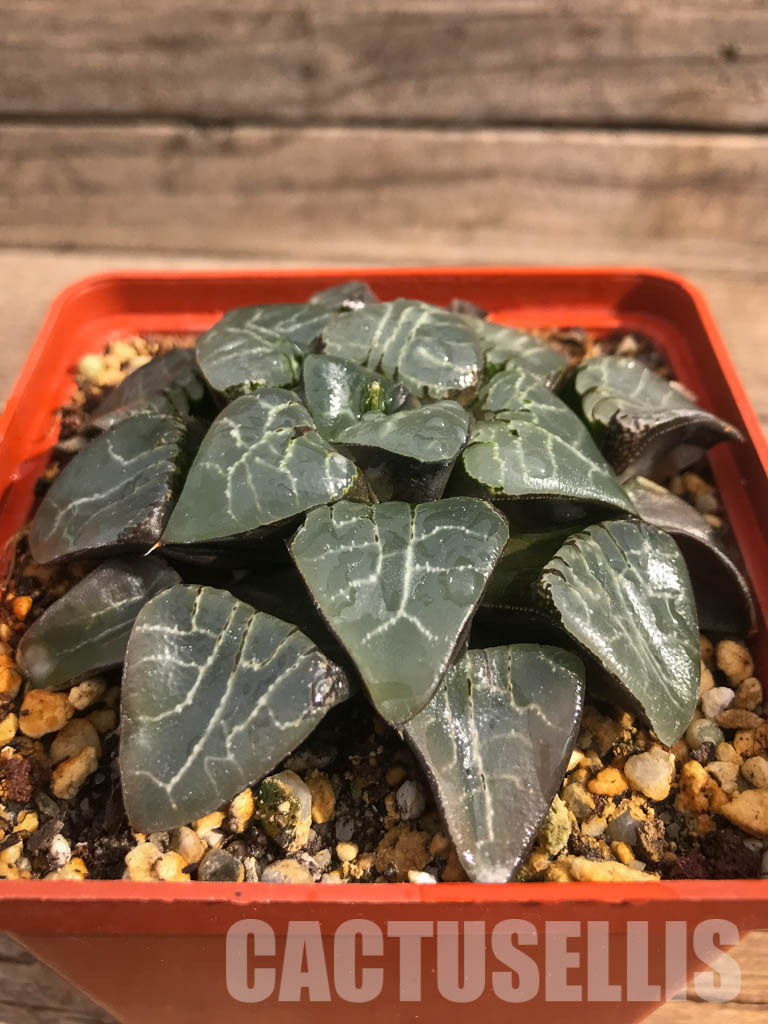 SH3046 Haworthia bayeri 'Moon Shadow' - Image 2
