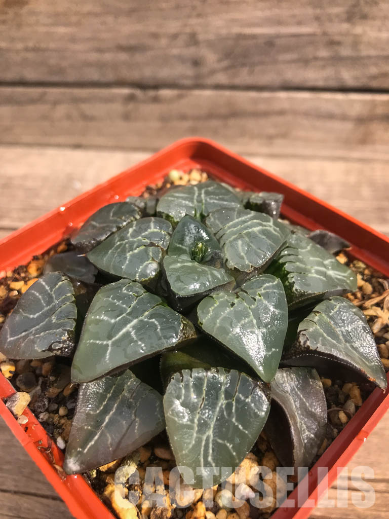 SH3046 Haworthia bayeri 'Moon Shadow' - Image 3
