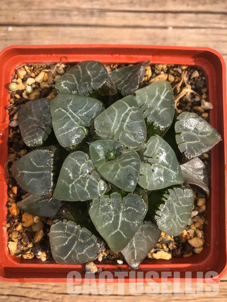 SH3046 Haworthia bayeri 'Moon Shadow' - Image 4