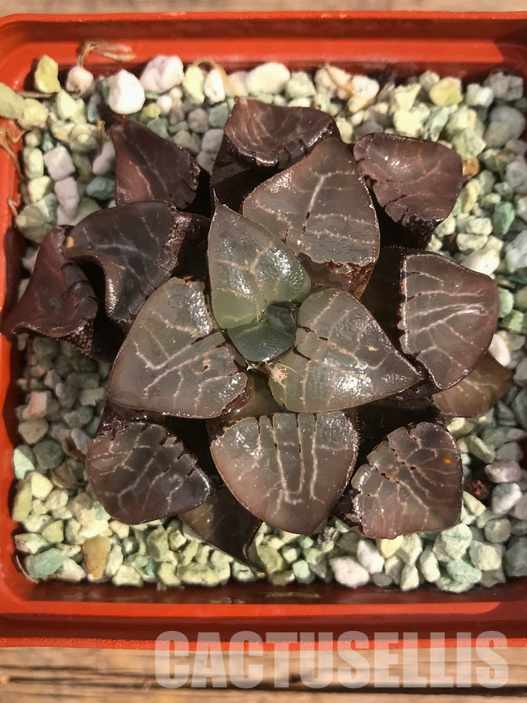 SH3046 Haworthia bayeri 'Moon Shadow' - Image 5