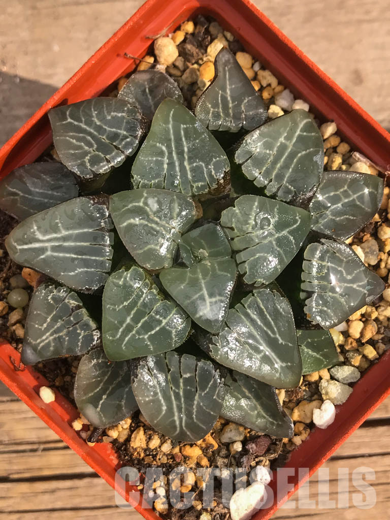 SH3046 Haworthia bayeri 'Moon Shadow'