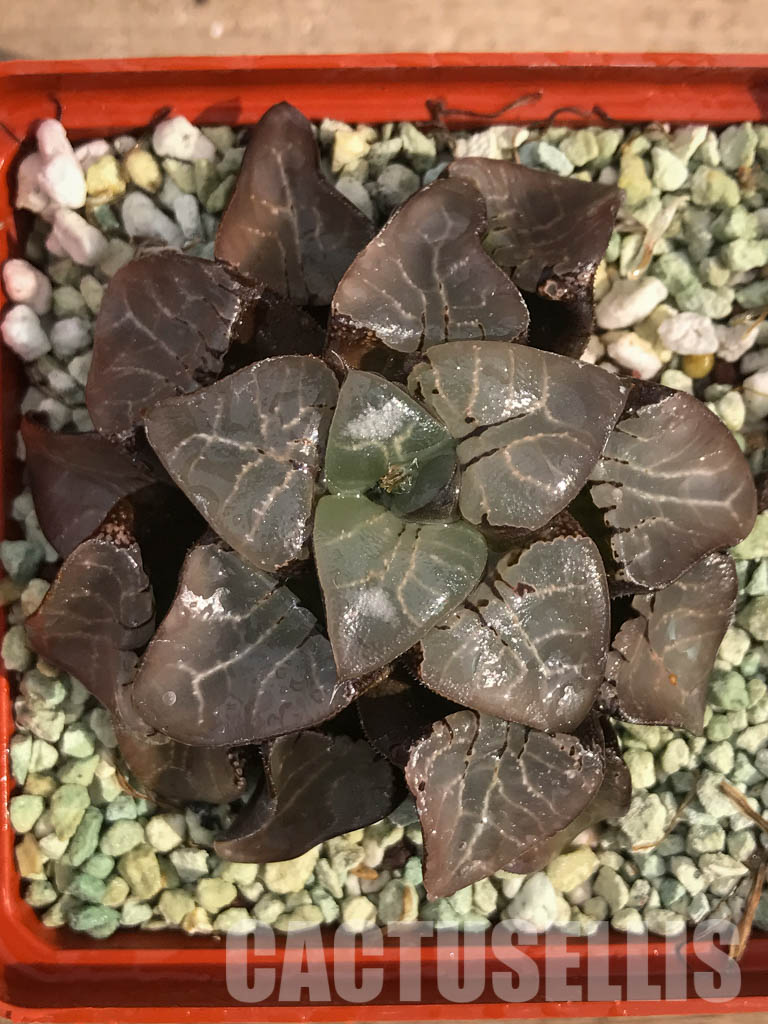 SH3046 Haworthia bayeri 'Moon Shadow' - Image 7