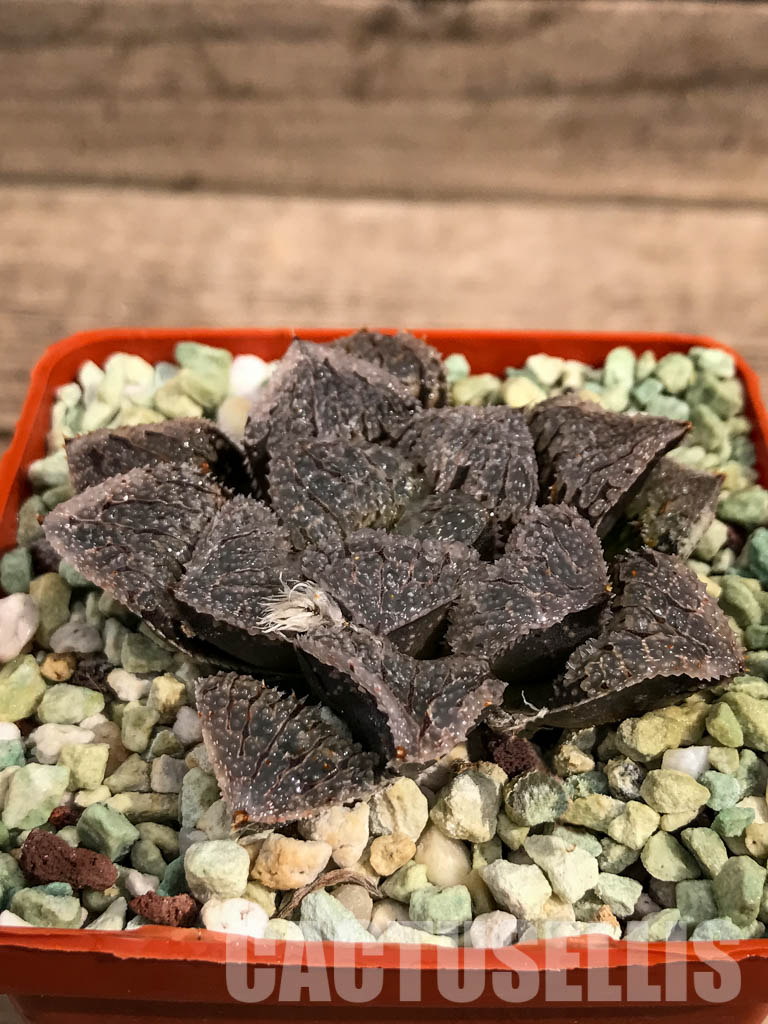 SH3103 Haworthia 'Gu vi Cheng' - Obrázek 2