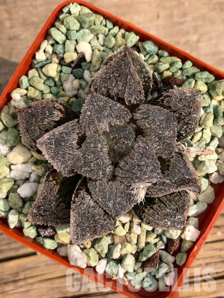 SH3103 Haworthia 'Gu vi Cheng' - Obrázek 4