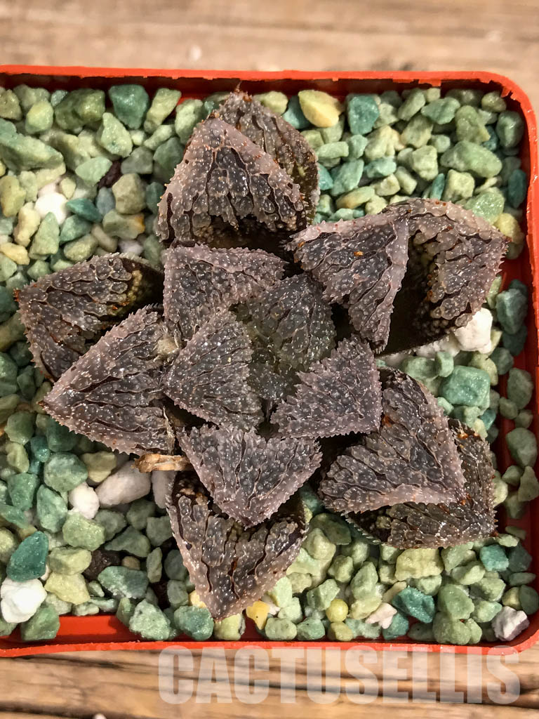 SH3103 Haworthia 'Gu vi Cheng' - Obrázek 5
