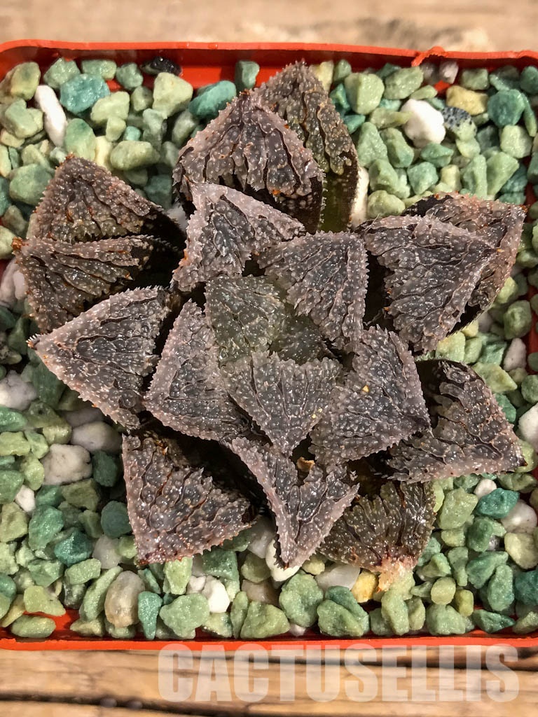 SH3103 Haworthia 'Gu vi Cheng' - Obrázek 7