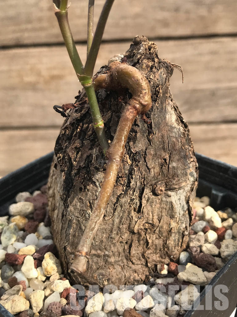 SHPR3153 Cyphostemma pachypus, Falaise de l'Ankarana, Madagascar - 画像 (2)