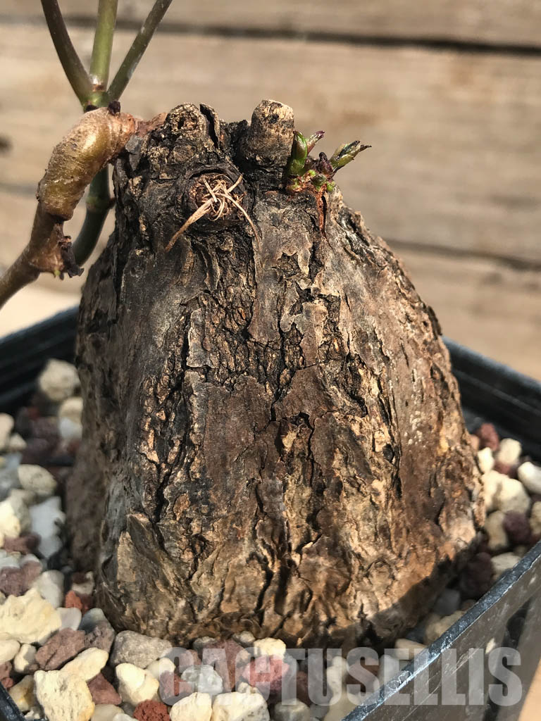 SHPR3153 Cyphostemma pachypus, Falaise de l'Ankarana, Madagascar - 画像 (3)