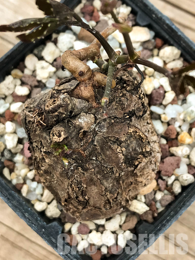 SHPR3153 Cyphostemma pachypus, Falaise de l'Ankarana, Madagascar - 画像 (4)