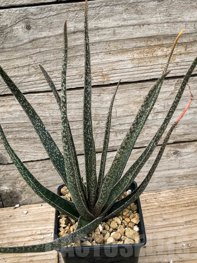 SHPR3296 Aloe albiflora, hybrid, seedling.