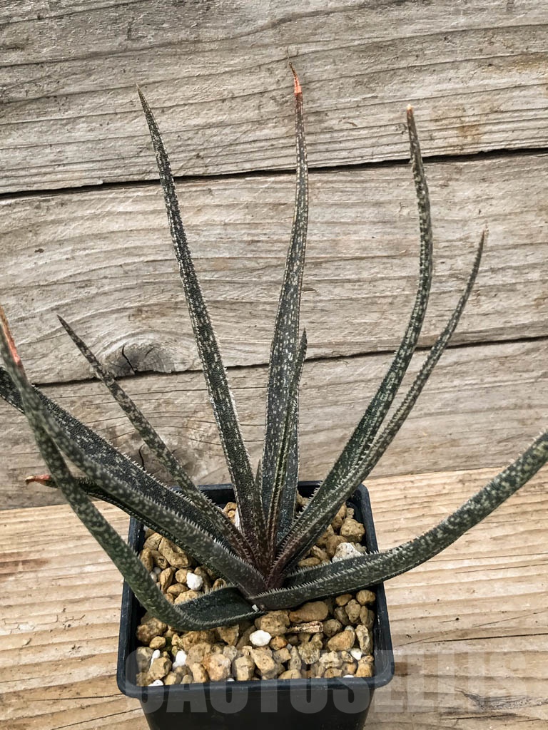 SHPR3296 Aloe albiflora, hybrid, seedling. - Image 4