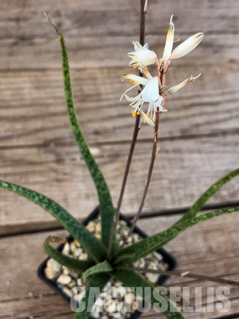 SHPR3296 Aloe albiflora, hybrid, seedling. - Image 2
