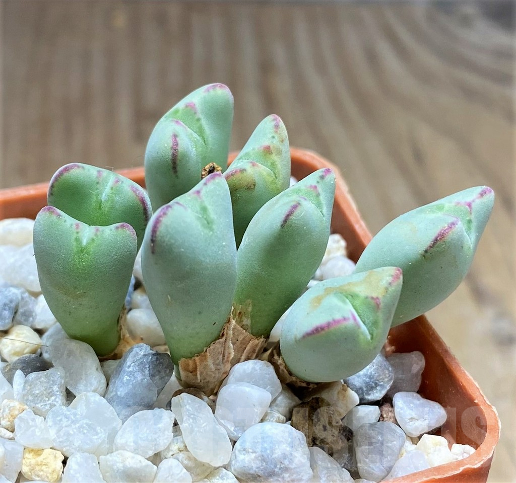SHPR10743 Conophytum meyeri