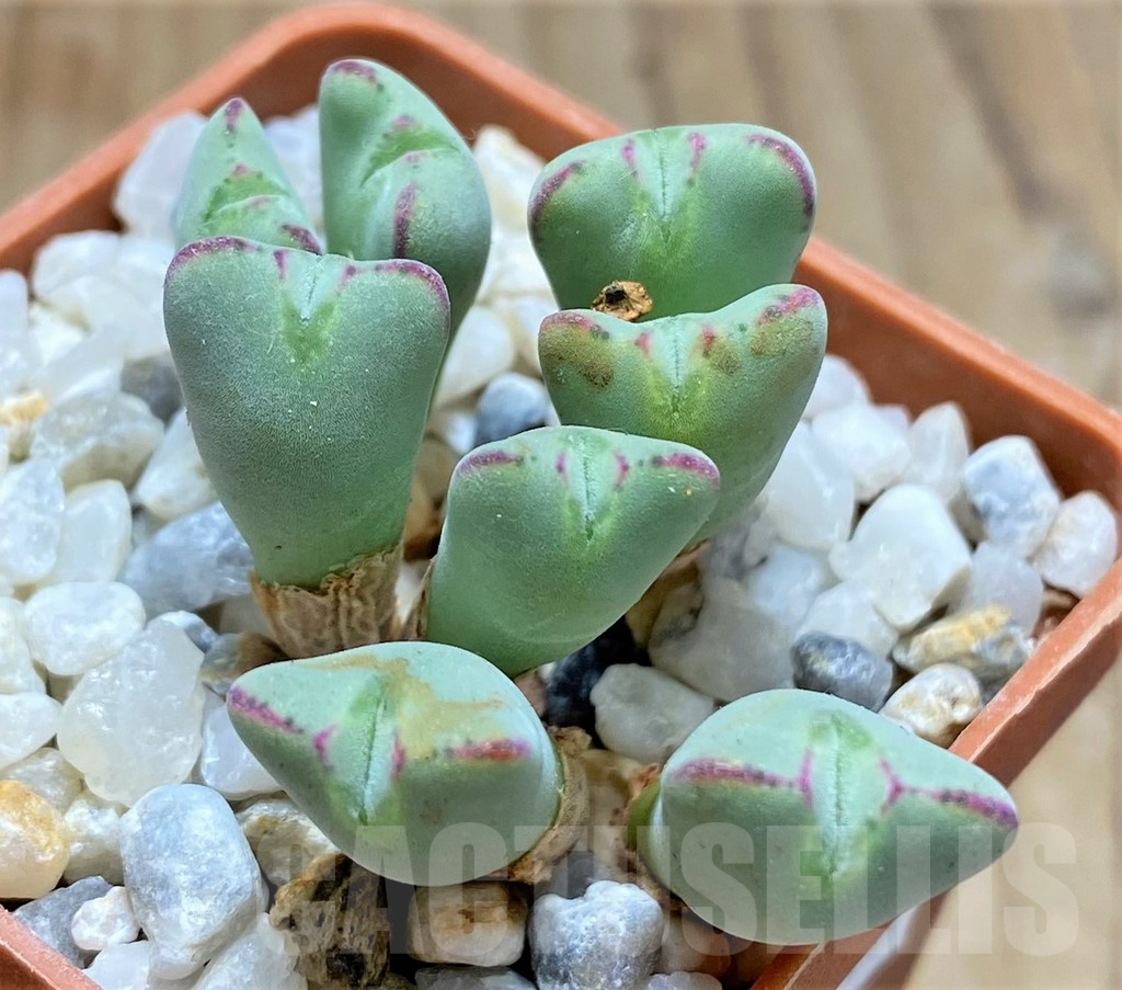 SHPR10743 Conophytum meyeri - Image 2