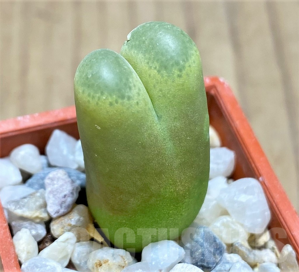 SHPR10749 Conophytum ssp.