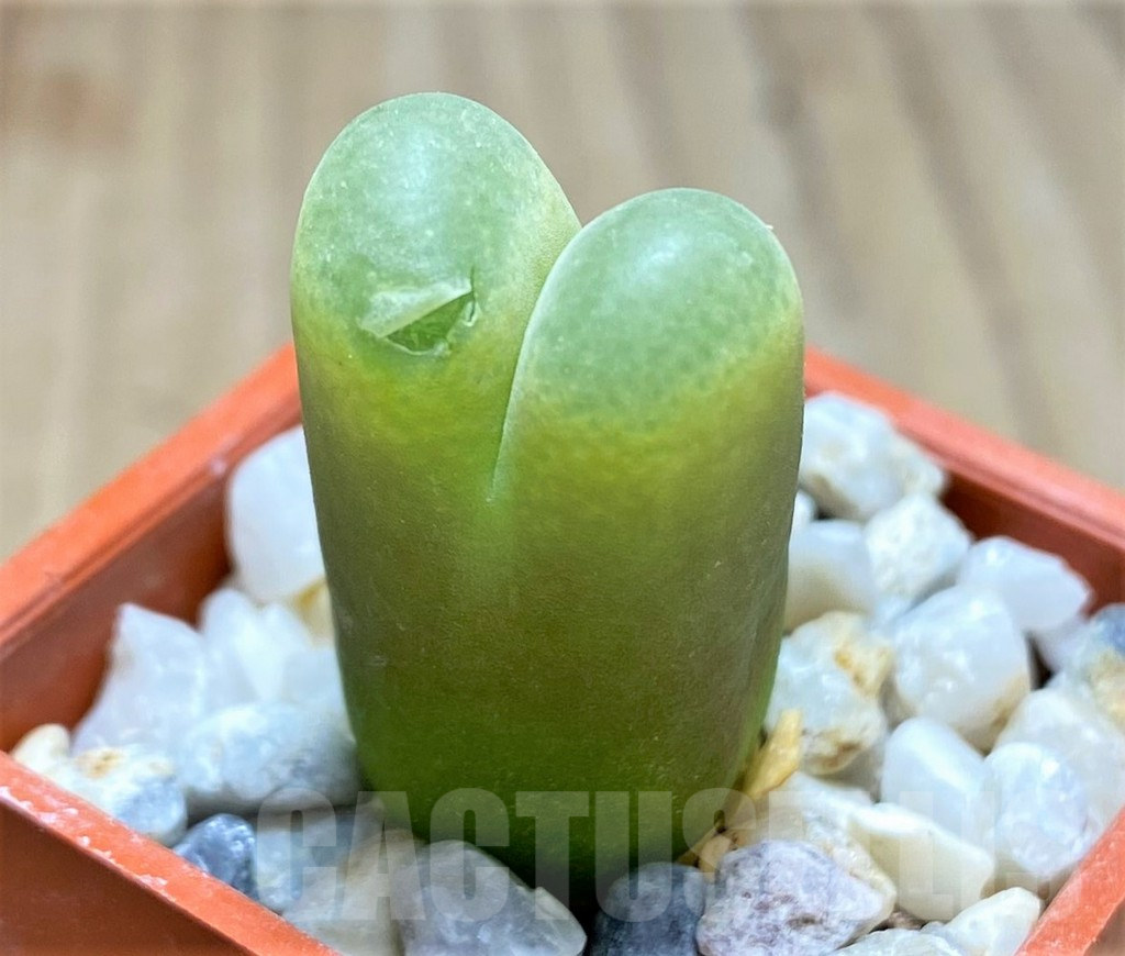 SHPR10749 Conophytum ssp. - Obrázek 2