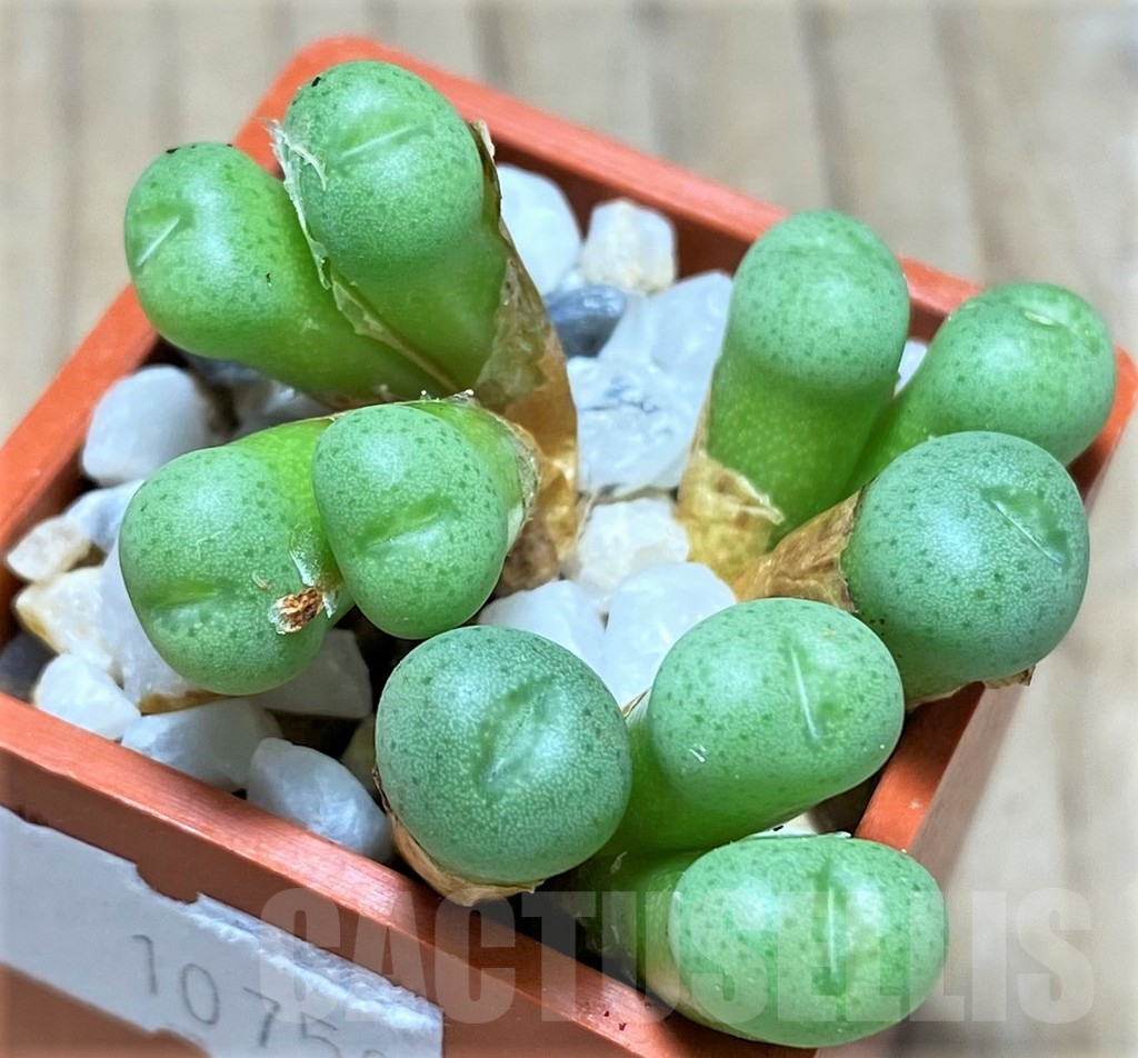 SHPR10750 Conophytum minimum - Obrázek 2