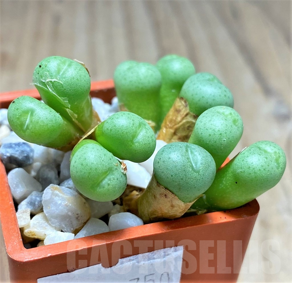 SHPR10750 Conophytum minimum