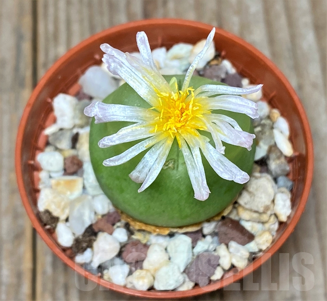 SHPR3493 Conophytum ratum, Richtersveld, Namaqualand, South Africa - 画像 (2)