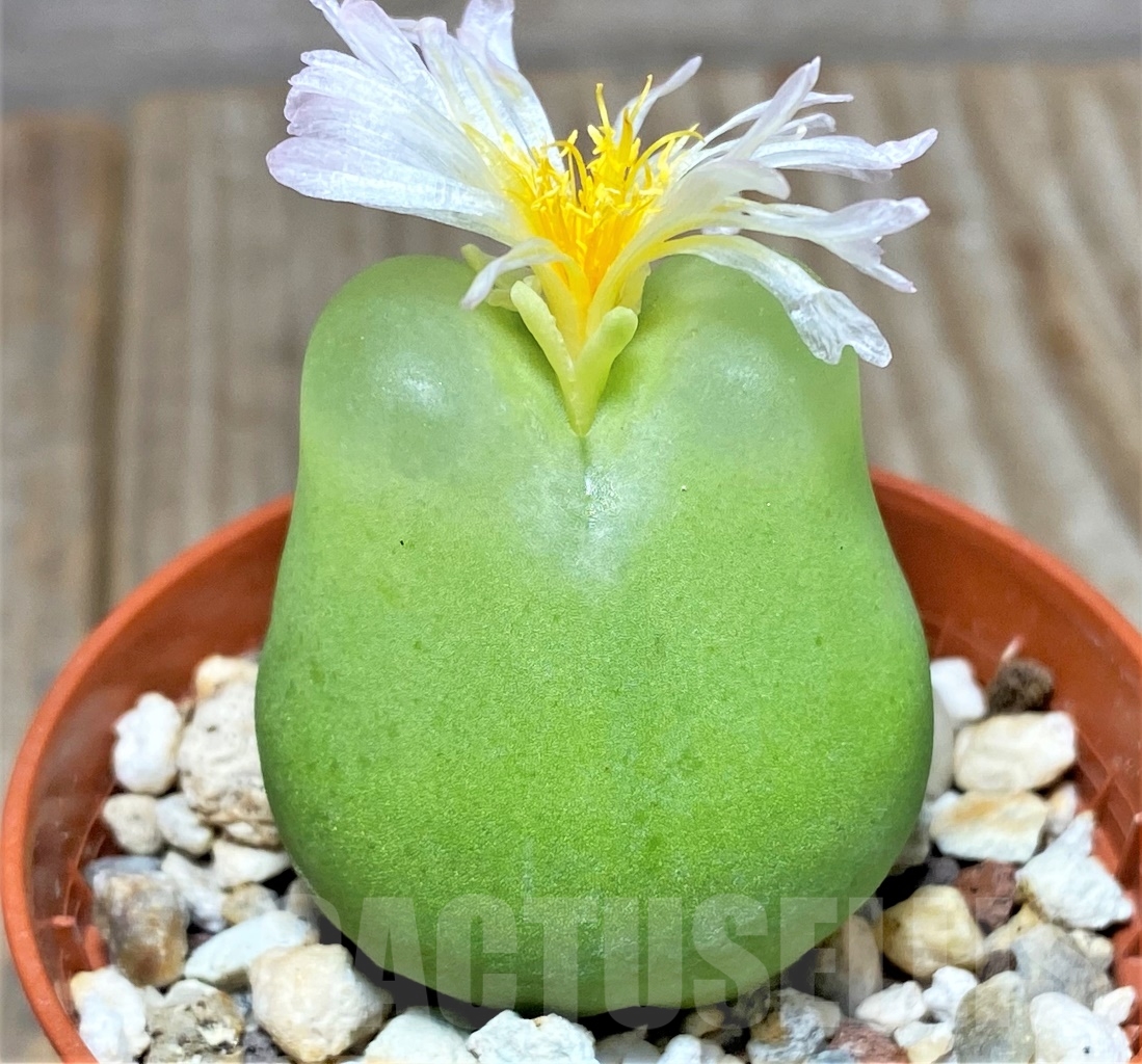 SHPR3493 Conophytum ratum, Richtersveld, Namaqualand, South Africa