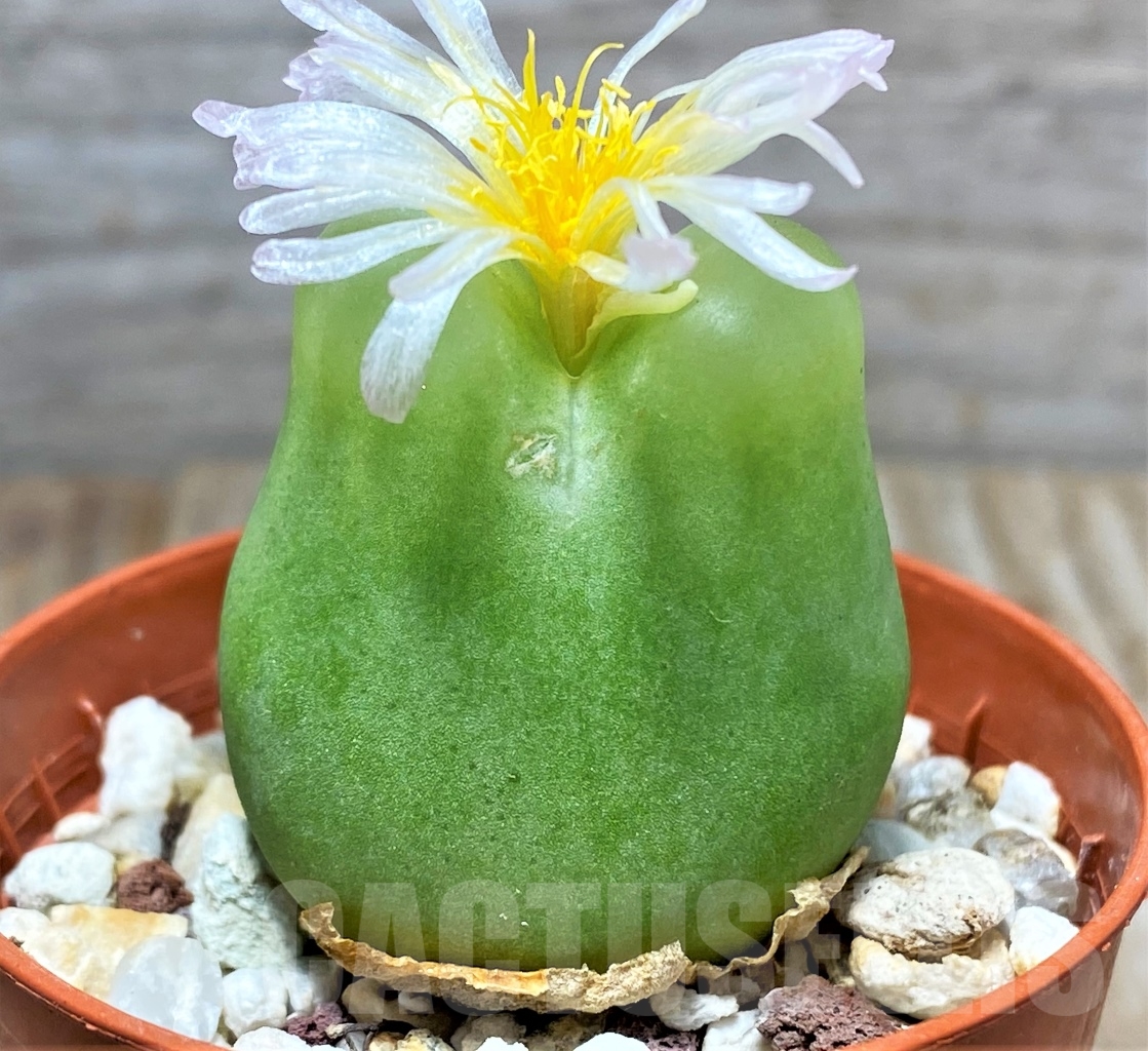 SHPR3493 Conophytum ratum, Richtersveld, Namaqualand, South Africa - 画像 (3)