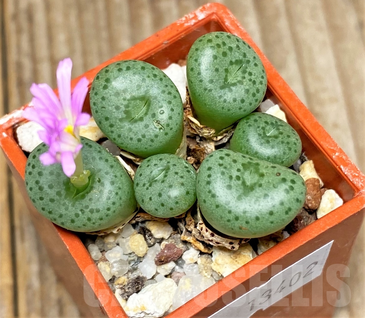 SHPR13402 Conophytum wettsteinii ssp. fragile -Nordenstamii- - Image 2