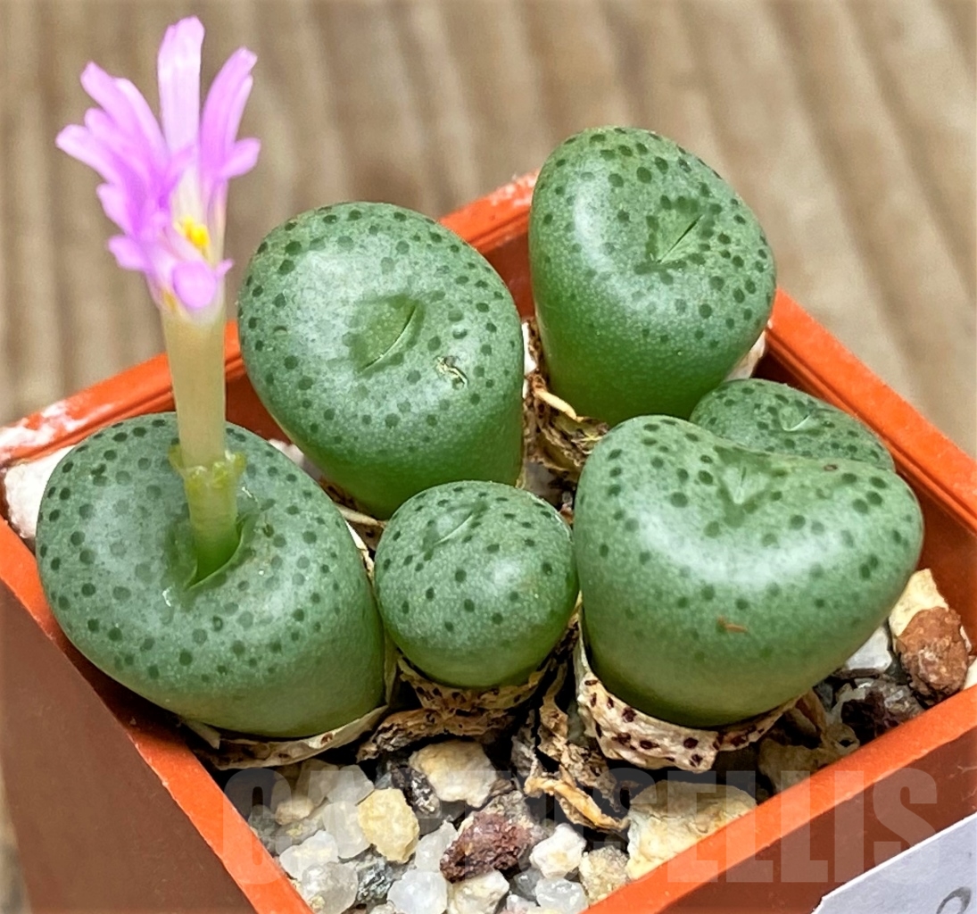 SHPR13402 Conophytum wettsteinii ssp. fragile -Nordenstamii-