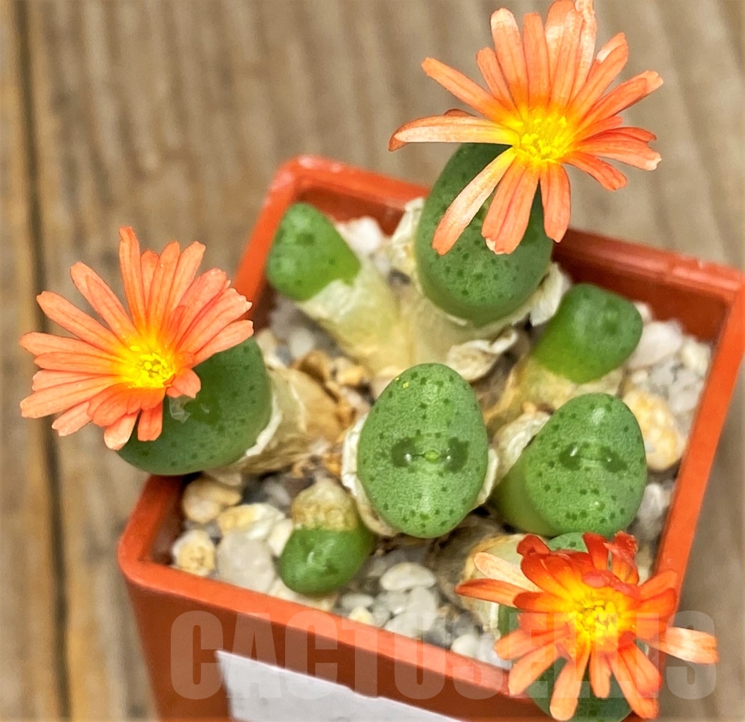 SHPR13404 Conophytum frutescens hybrid