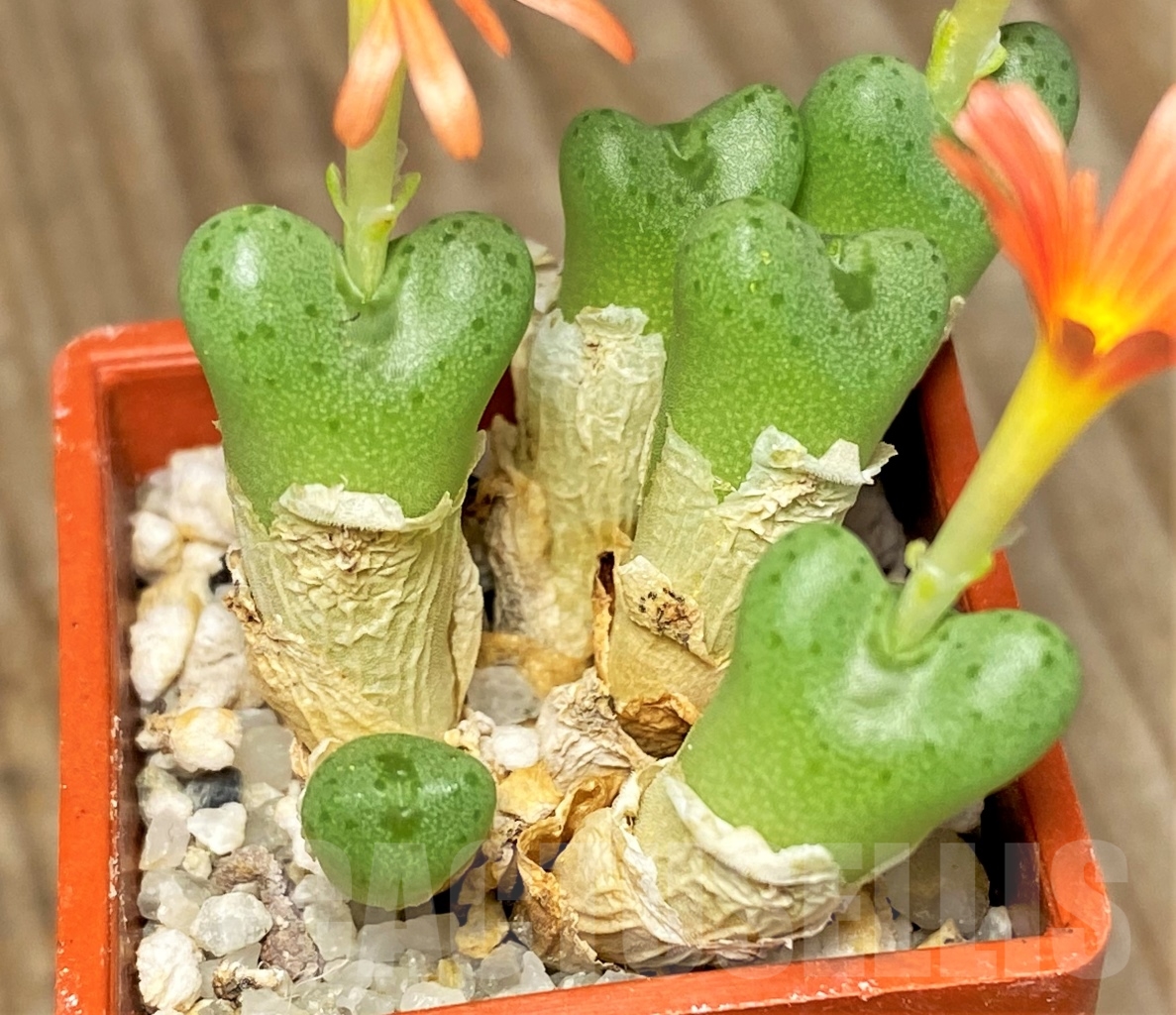 SHPR13404 Conophytum frutescens hybrid – Bild 2