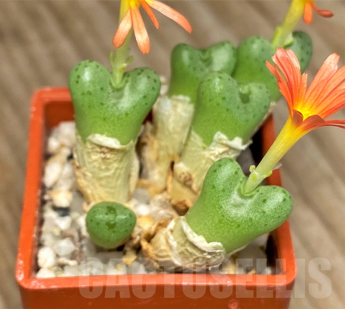 SHPR13404 Conophytum frutescens hybrid – Bild 3