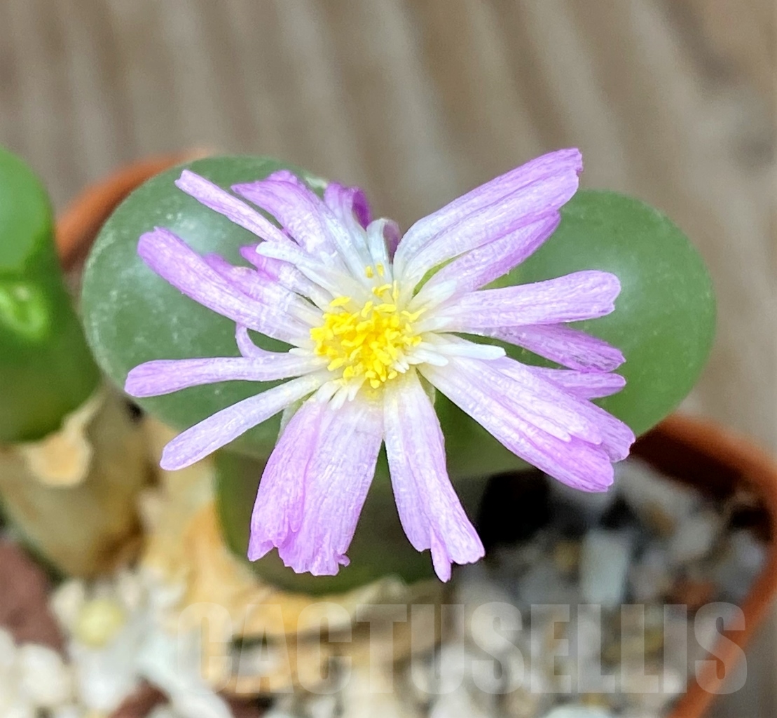 SHPR13405 Conophytum limpidum, ex MG 1453.9