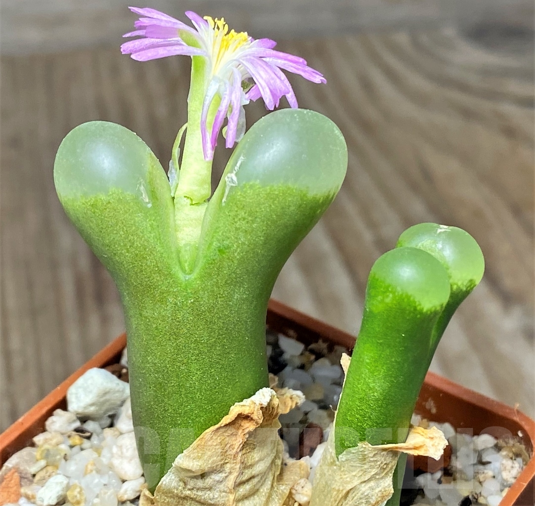 SHPR13405 Conophytum limpidum, ex MG 1453.9 – Bild 2