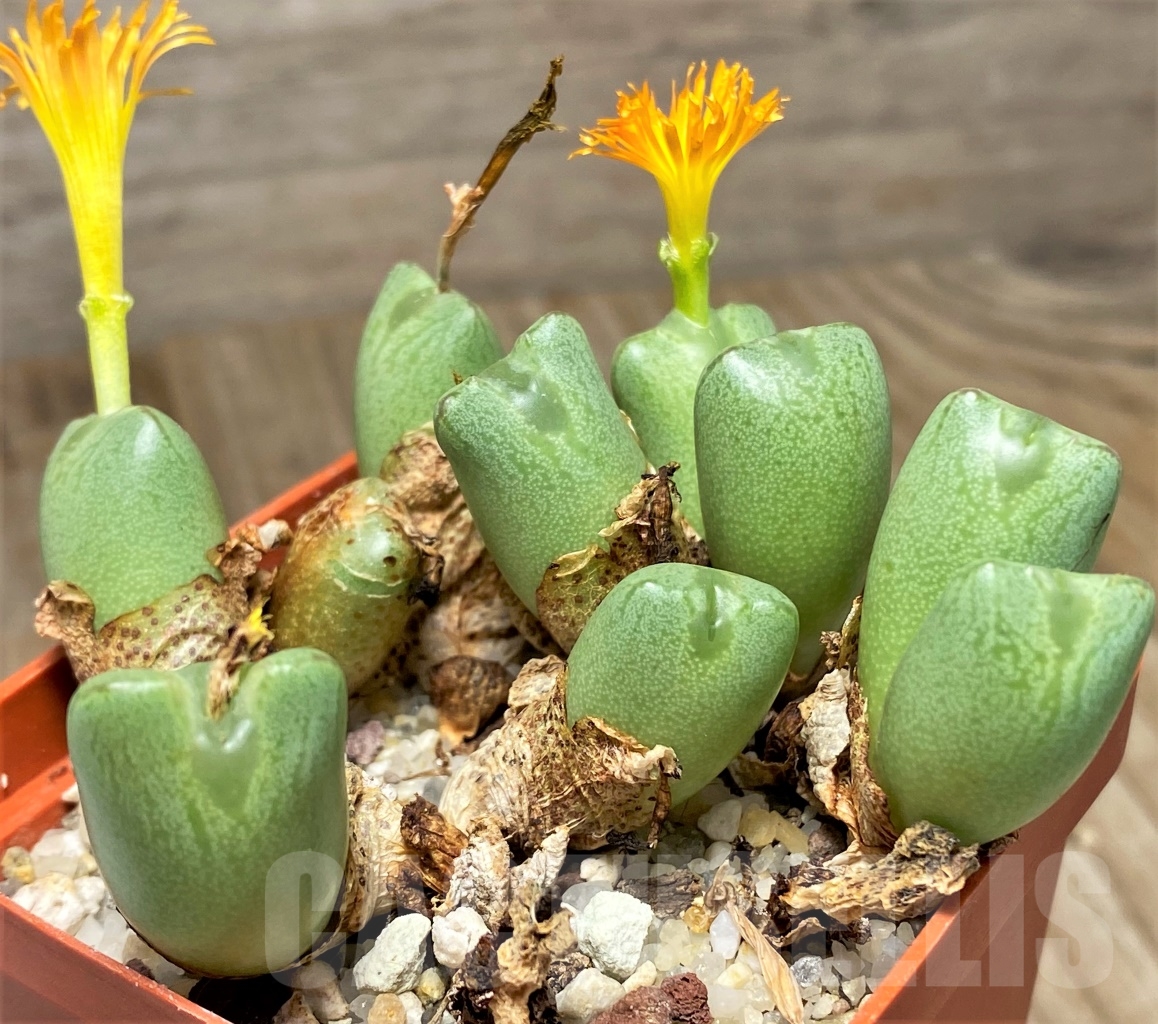 SHPR13408 Conophytum marnierianum SH 612 -Rotelpoort- - 画像 (2)