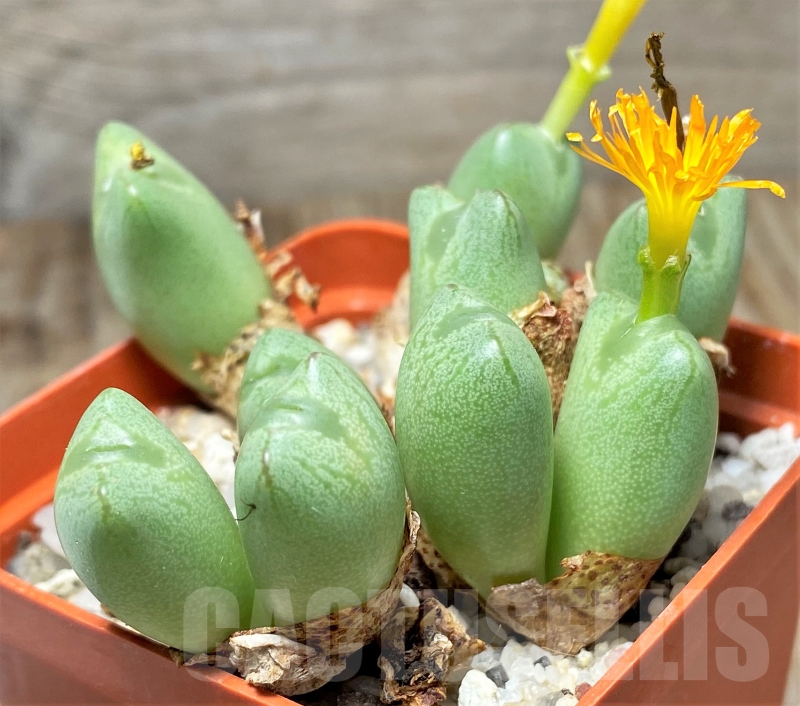 SHPR13408 Conophytum marnierianum SH 612 -Rotelpoort-