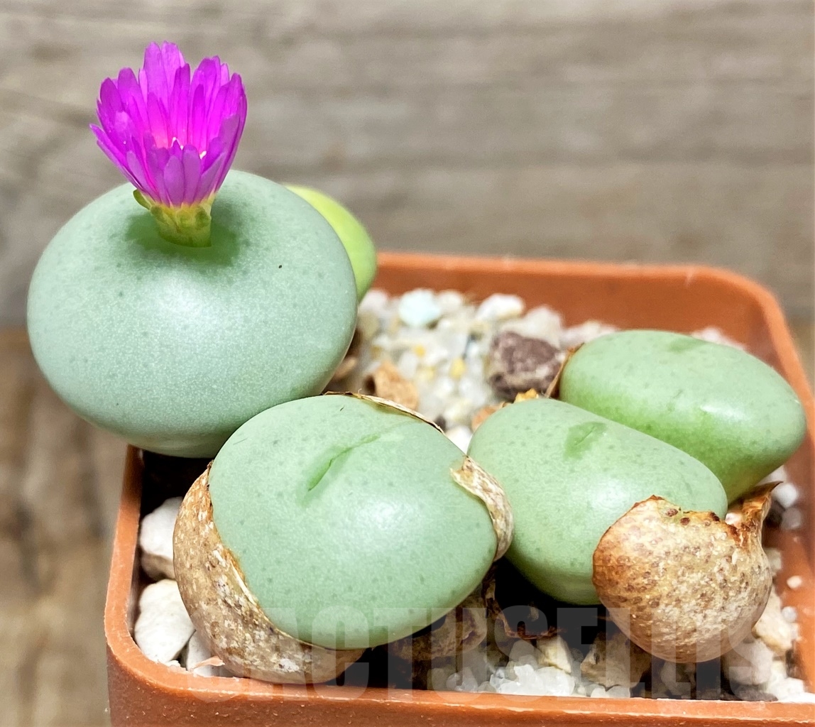 SHPR13411 Conophytum wettsteinii – Image 2