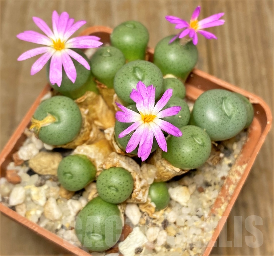 SHPR13412 Conophytum minimum LAV 26670A - 画像 (2)