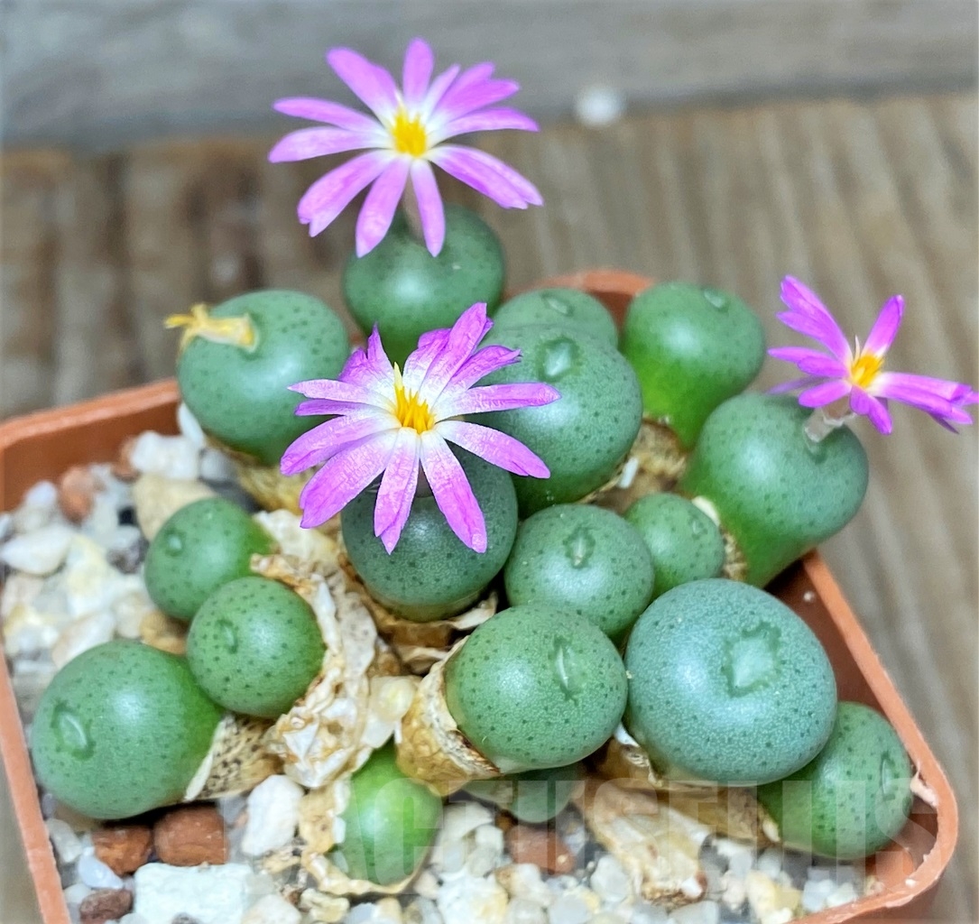 SHPR13412 Conophytum minimum LAV 26670A