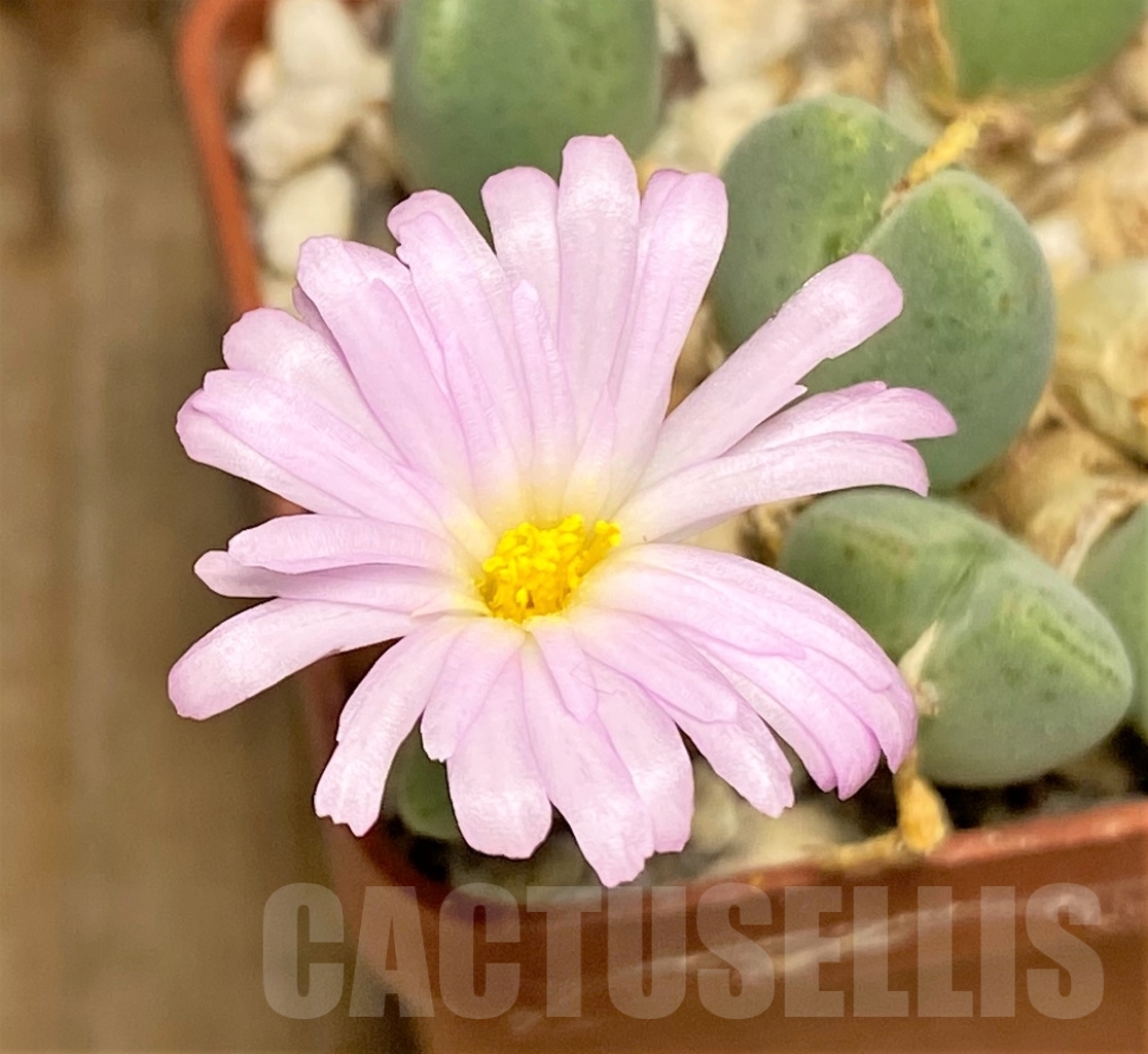 SHPR13413 Conophytum taylorianum ssp. rosynense SH 1337