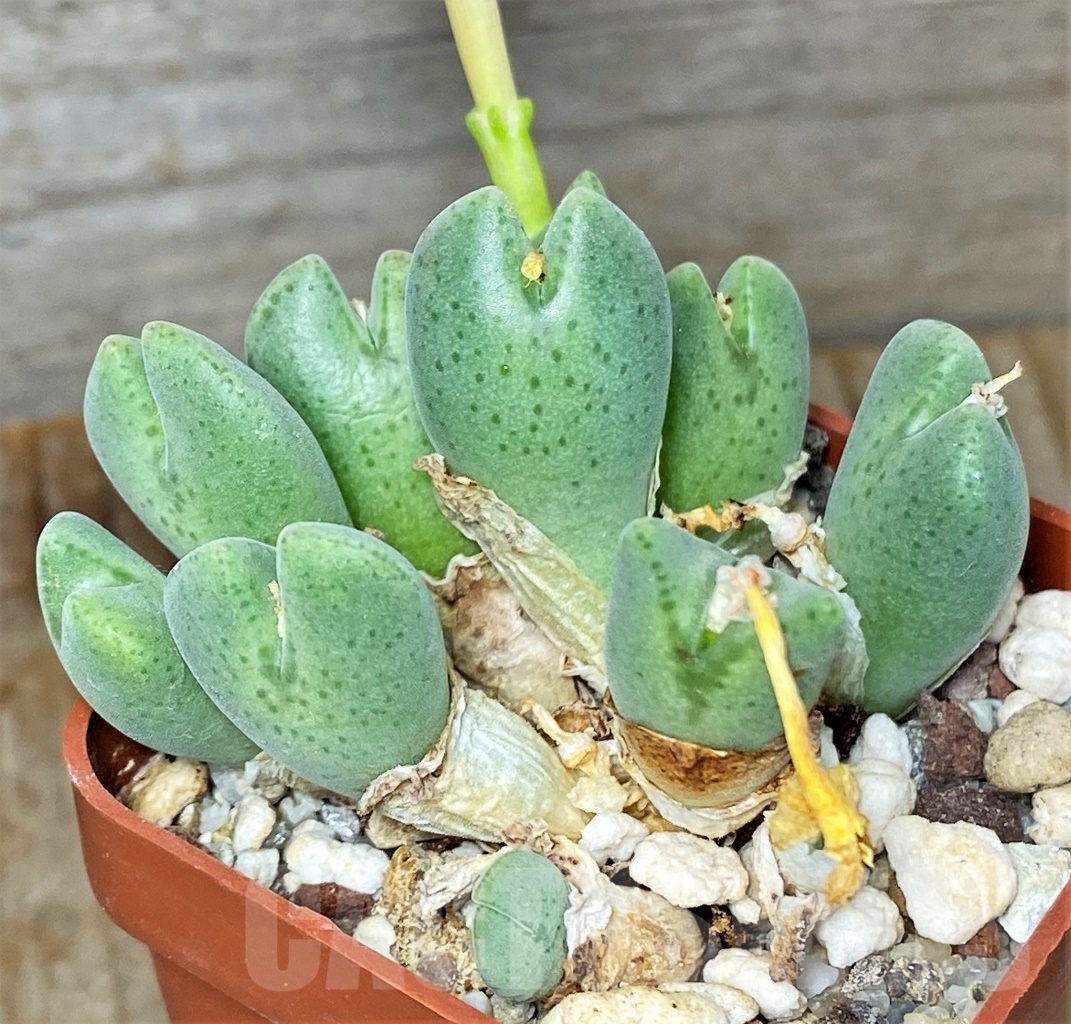 SHPR13413 Conophytum taylorianum ssp. rosynense SH 1337 – Image 2