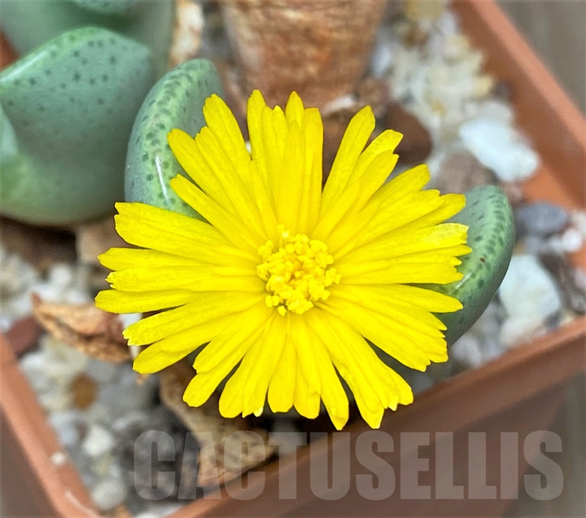 SHPR13414 Conophytum bilobum