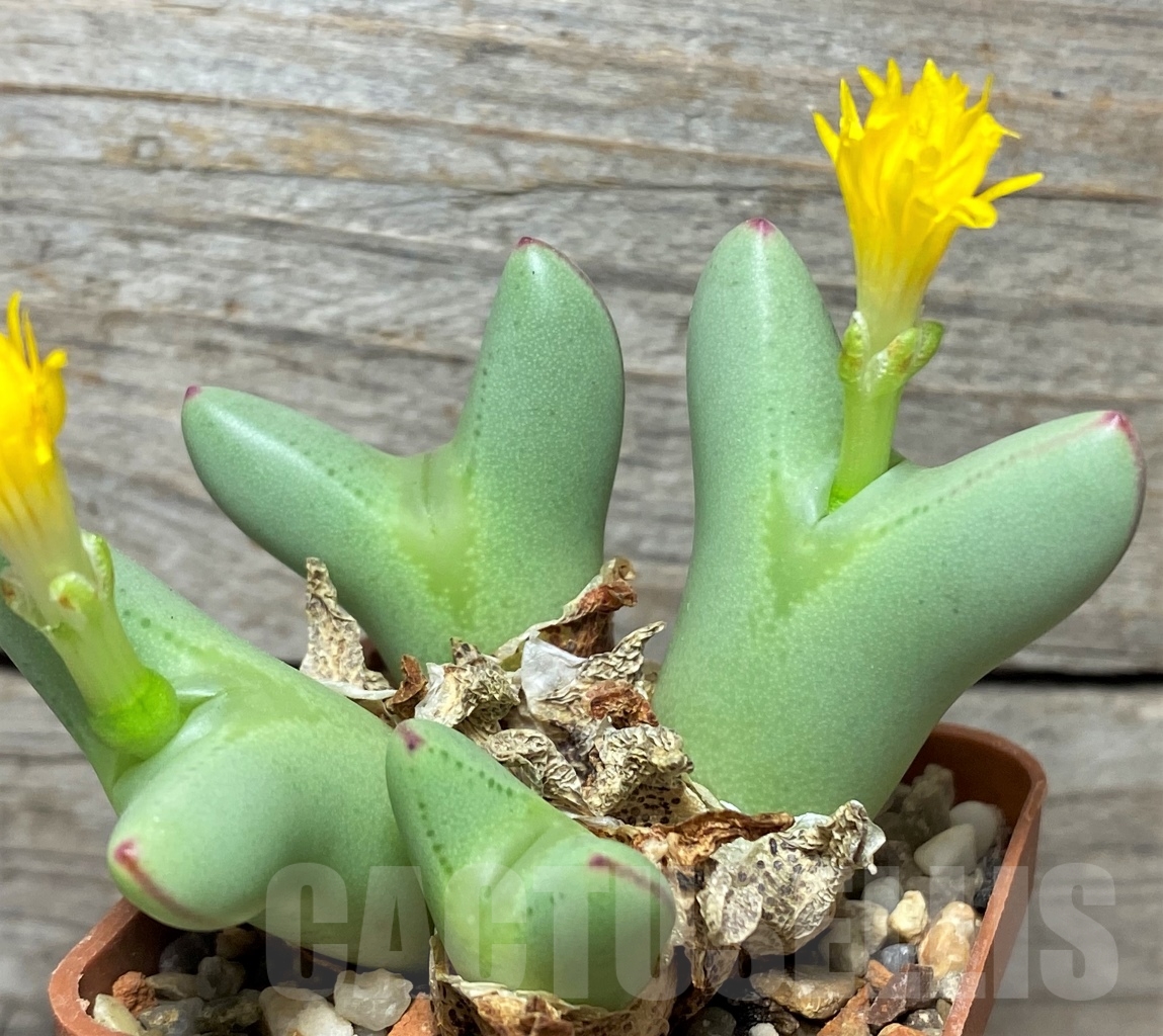 SHPR13415 Conophytum meyerae SB 787 -Swartpoort-, ex MG 1430.746